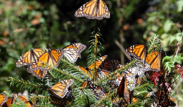 Reserva de biósfera de la Mariposa Monarca