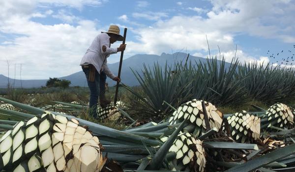 Paisaje agavero y las antiguas instalaciones industriales de Tequila