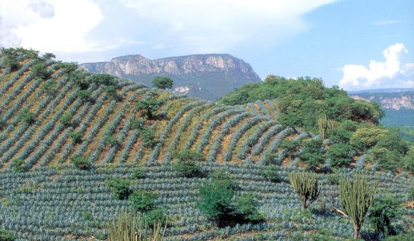 Paisaje agavero y las antiguas instalaciones industriales de Tequila