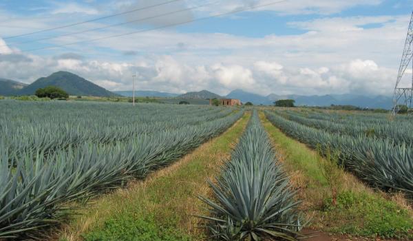 Paisaje agavero y las antiguas instalaciones industriales de Tequila