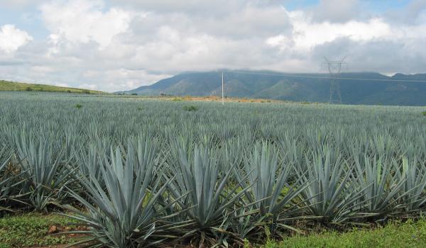 Paisaje agavero y las antiguas instalaciones industriales de Tequila