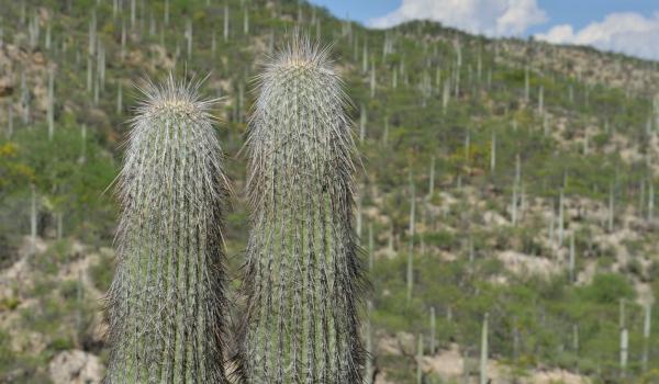 Valle de Tehuacán-Cuicatlán: hábitat originario de Mesoamérica