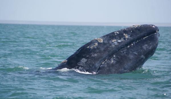 Santuario de ballenas de El Vizcaíno