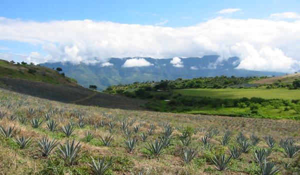 Paisaje agavero y las antiguas instalaciones industriales de Tequila