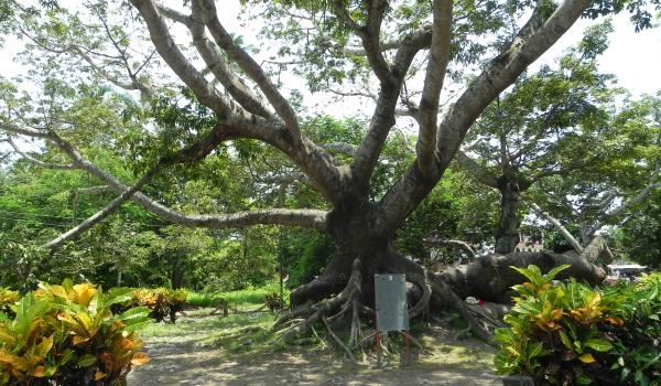 La Ceiba at La Antigua