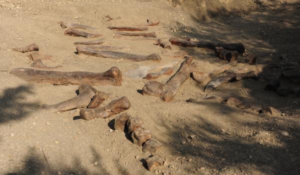 Zona Paleontológica Rincón Colorado