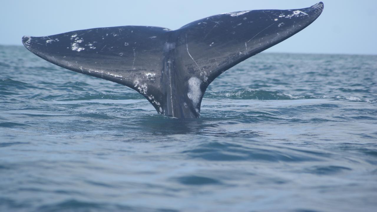 INAH-Dirección de Patrimonio Mundial-CONANP