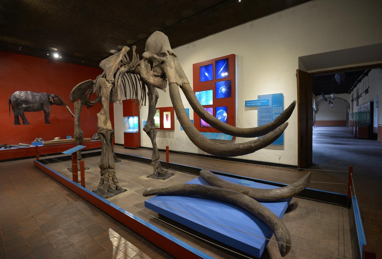 Paleontología. Ing. Federico Solórzano