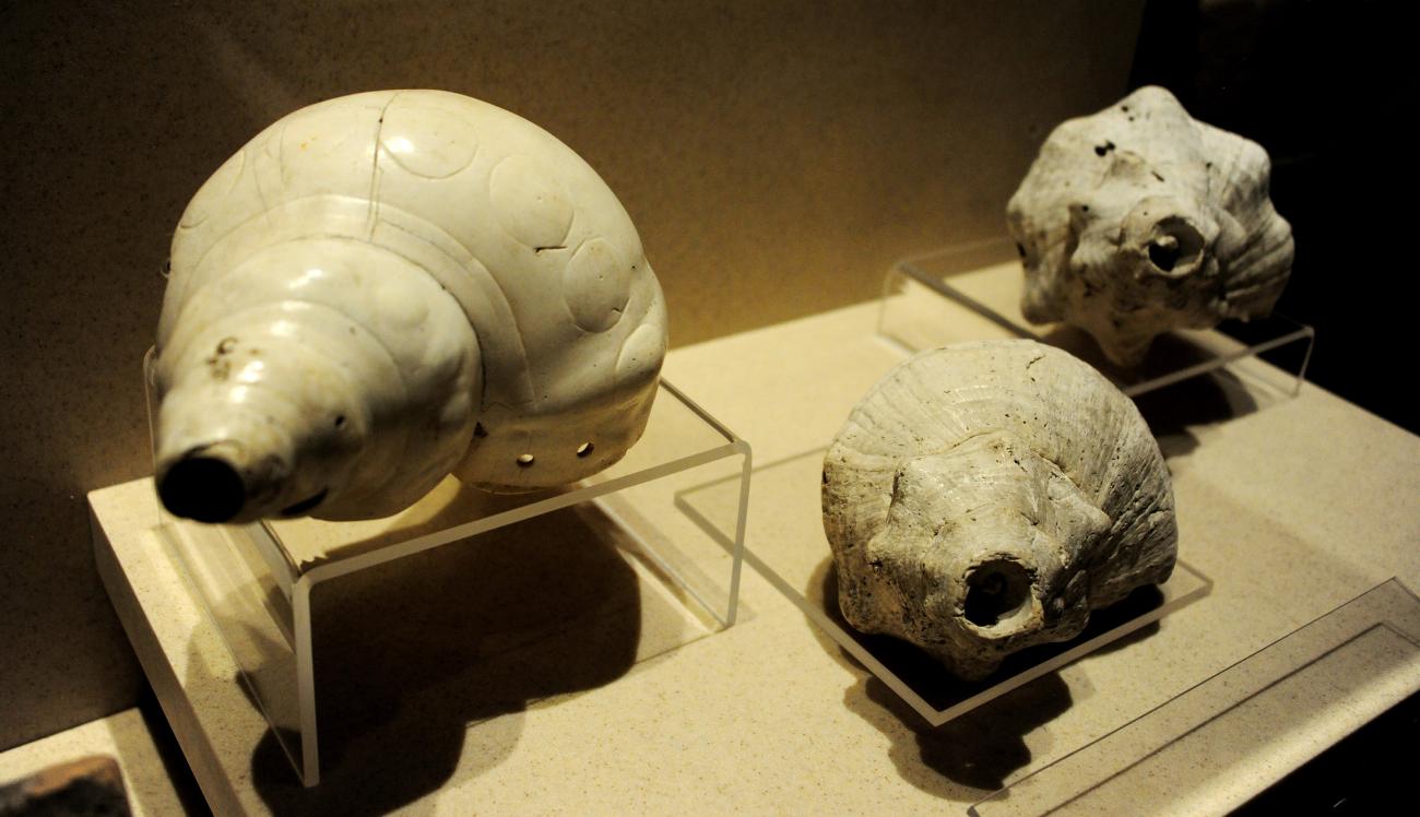 Paleontología en Tlaxcala