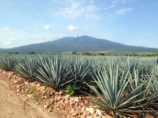 Paisaje agavero y las antiguas instalaciones industriales de Tequila