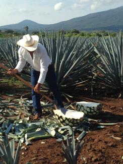 Paisaje agavero y las antiguas instalaciones industriales de Tequila