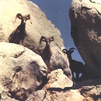 Santuario de Ballenas en Lagunas de Vizcaíno