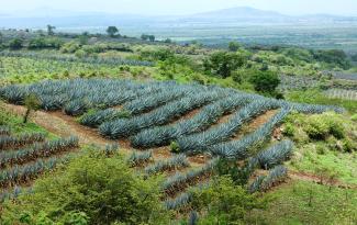Paisaje agavero y las antiguas instalaciones industriales de Tequila