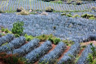 Paisaje agavero y las antiguas instalaciones industriales de Tequila