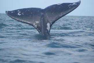 Santuario de ballenas de El Vizcaíno