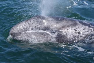 Santuario de ballenas de El Vizcaíno