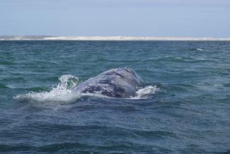 Santuario de ballenas de El Vizcaíno