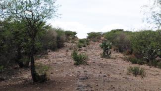 Tramo del Camino Real entre Ojocaliente y Zacatecas