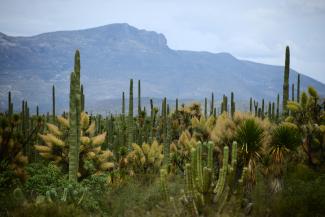 Valle de Tehuacán-Cuicatlán: hábitat originario de Mesoamérica