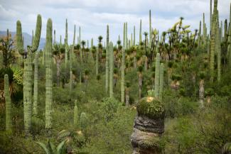 Valle de Tehuacán-Cuicatlán: hábitat originario de Mesoamérica