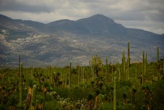 Valle de Tehuacán-Cuicatlán: hábitat originario de Mesoamérica