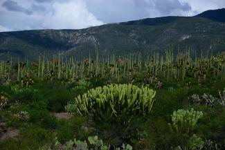 Valle de Tehuacán-Cuicatlán: hábitat originario de Mesoamérica