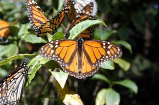 Reserva de biósfera de la Mariposa Monarca