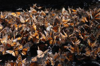Reserva de biósfera de la Mariposa Monarca