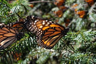 Reserva de biósfera de la Mariposa Monarca