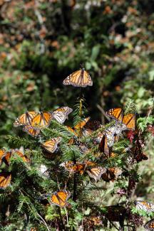 Reserva de biósfera de la Mariposa Monarca
