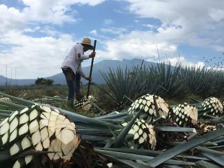 Paisaje agavero y las antiguas instalaciones industriales de Tequila