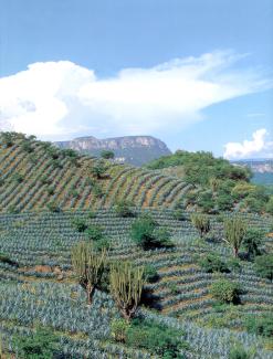Paisaje agavero y las antiguas instalaciones industriales de Tequila