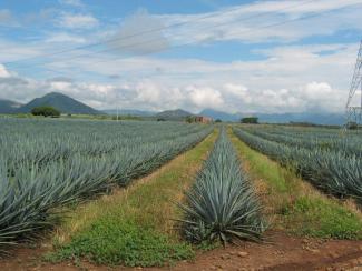 Paisaje agavero y las antiguas instalaciones industriales de Tequila