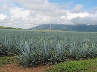 Paisaje agavero y las antiguas instalaciones industriales de Tequila