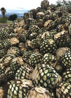Paisaje agavero y las antiguas instalaciones industriales de Tequila