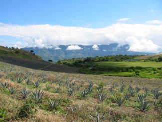 Paisaje agavero y las antiguas instalaciones industriales de Tequila