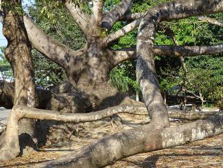 Detail of Ceiba Tree Where Cortes Moored His Boats
