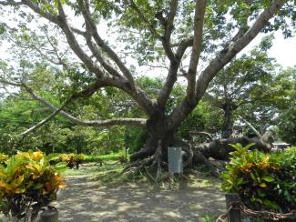 La Ceiba at La Antigua