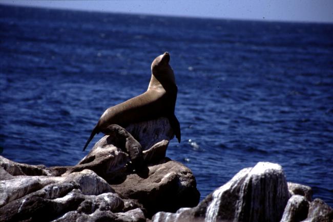 Islas y Áreas protegidas del Golfo de California