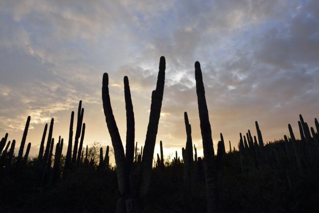 Valle de Tehuacán-Cuicatlán - Hábitat originario de Mesoamérica (5353)