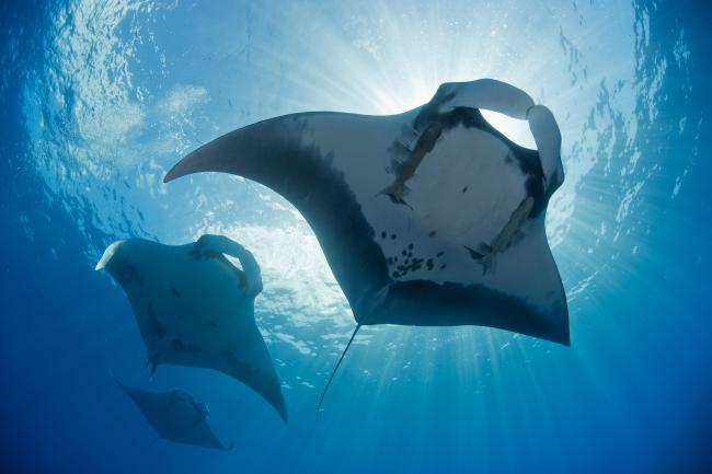 Archipiélago de Revillagigedo