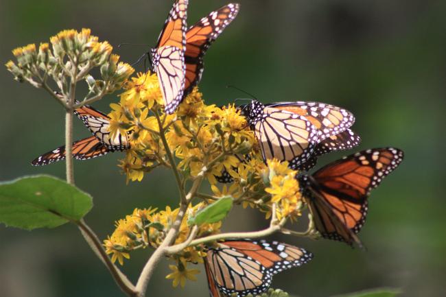 Reserva de biósfera de la Mariposa Monarca