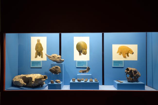 Paleontología. Ing. Federico Solórzano