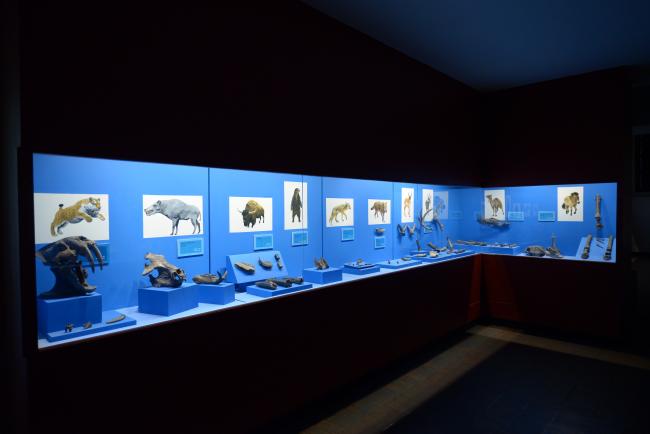 Paleontología. Ing. Federico Solórzano