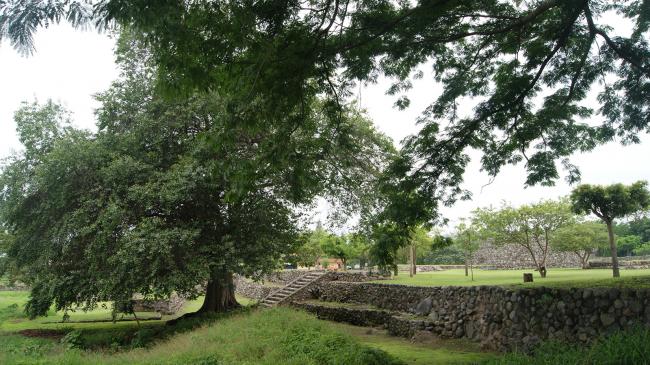 Árbol de Huizilacate y Paramento sur