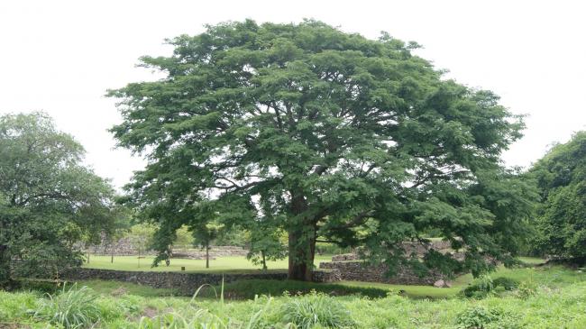 Árbol de Parota