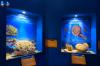 Sala Paleontología