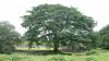 Árbol de Parota